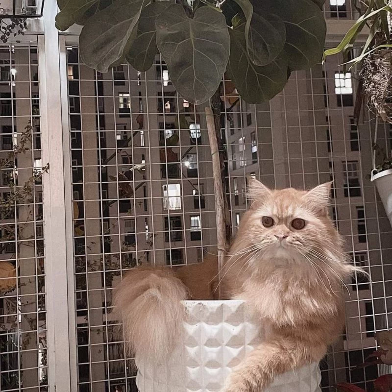 lưới an toàn chống mèo